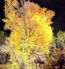 ライトアップされた大イチョウ＝丹波市青垣町大名草