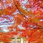 川代渓谷の紅葉＝丹波市山南町上滝（撮影・堀井正純）