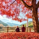 紅葉の落ち葉が積もった川代公園＝丹波市山南町上滝