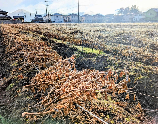 マイカー線の上に、宙に浮くように干された黒豆。「畑の黒いダイヤ」となる＝丹波篠山市内