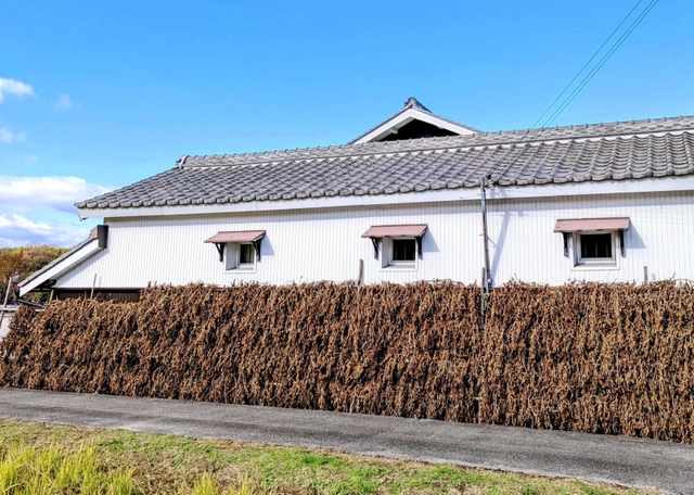 倉庫横に４段重ねで「稲木干し」された黒豆。まるで倉庫の一部のよう！？＝丹波篠山市内
