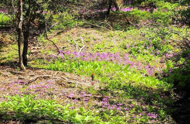 寄付された土地に咲くクリンソウ（丹波篠山市提供）