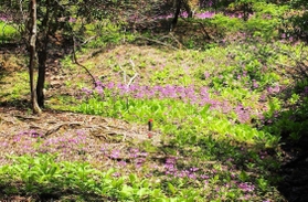 寄付された土地に咲くクリンソウ（丹波篠山市提供）