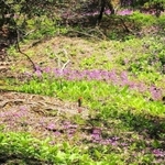 寄付された土地に咲くクリンソウ（丹波篠山市提供）