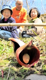 山あいに静かに顔を出し陽光に照らされるザゼンソウ＝青垣いきものふれあいの里
