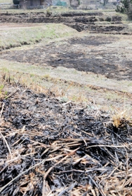 野焼きによる火災現場。予定外の土地に燃え移り、広範囲が黒くなっている＝丹波市市島町北奥、８日午後