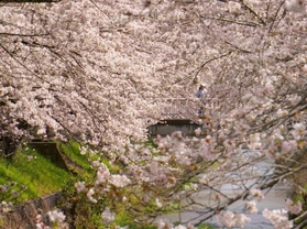 満開の桜で埋め尽くされた黒井川＝丹波市春日町黒井