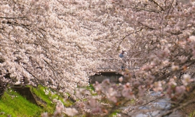 満開となった黒井川沿いの桜並木＝丹波市春日町黒井
