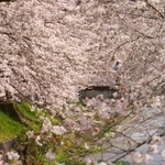 満開の桜で埋め尽くされた黒井川＝丹波市春日町黒井