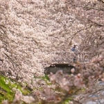 満開となった黒井川沿いの桜並木＝丹波市春日町黒井