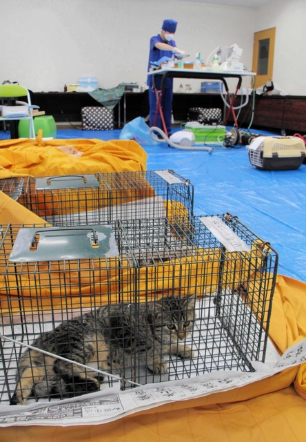 たんばコミュニティハブの招いた獣医師が猫の不妊去勢を行う簡易の手術室＝丹波市柏原町柏原