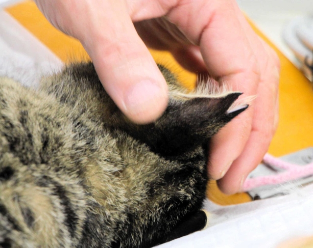 不妊去勢手術を受けたと分かるよう耳をＶ字にカットされた猫＝丹波市柏原町柏原