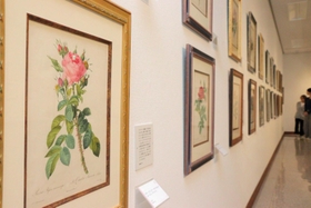 フランスの宮廷画家ルドゥーテの作品が並ぶ会場＝丹波市氷上町西中、植野記念美術館