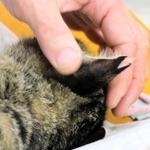 不妊去勢手術を受けたと分かるよう耳をＶ字にカットされた猫＝丹波市柏原町柏原