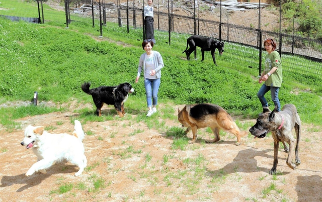 広々としたスペースをドッグランとして利用する団体客。大型犬も大満足＝丹波篠山市油井