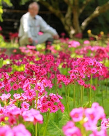 鮮やかなピンク色が映えるクリンソウの花畑＝丹波市市島町矢代