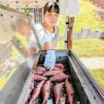 ガラメンの上で焼かれるサツマイモ＝丹波篠山市今田町上立杭