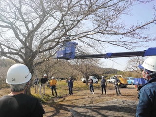 てんぐ巣病の処置作業の様子（丹波篠山市提供）