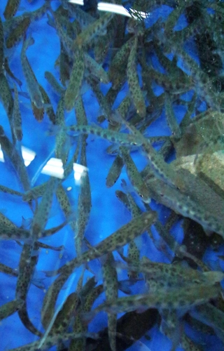 養殖用の水槽で元気に泳ぐ魚たち＝丹波市氷上町成松