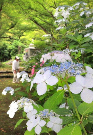 苔や青モミジの緑に覆われた参道を彩る白やピンクのアジサイ＝丹波市氷上町御油、円通寺