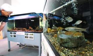 丹波市内の水辺にすむ魚たちをじっくり観察できる展示会場＝青垣いきものふれあいの里