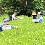 茶畑で新茶の茶摘みを楽しむ体験客ら＝丹波篠山市味間奥
