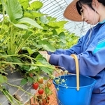 イチゴ狩りのハウス内で、ネットを外す作業をする中学生＝丹波篠山市口阪本