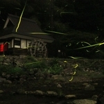 今出せせらぎ園の水車小屋を前に光跡を描くゲンジボタル＝７日夜、今出川親水公園（２分５０秒露光）