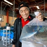 冷たい地下水でアマゴなどを養殖する池上淳さん＝丹波市氷上町成松