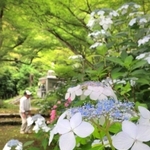 苔や青モミジの緑に覆われた参道を彩る白やピンクのアジサイ＝丹波市氷上町御油、円通寺