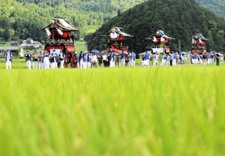 青田の中を巡行する祇園祭の山車＝丹波篠山市宮ノ前