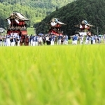 青田の中を巡行する祇園祭の山車＝丹波篠山市宮ノ前