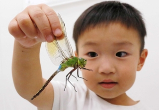生きたトンボに触れ、じっくりと観察する子ども＝丹波の森公苑