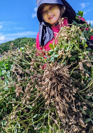 畑から掘りだしたばかりの落花生＝丹波篠山市住山
