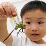 生きたトンボに触れ、じっくりと観察する子ども＝丹波の森公苑
