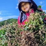 畑から掘りだしたばかりの落花生＝丹波篠山市住山