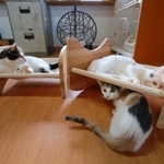 木のぬくもりにリラックス－。木栄初の愛猫グッズ「ネコのハンモックベッド」＝丹波市柏原町下小倉、たんばコミュニティハブ