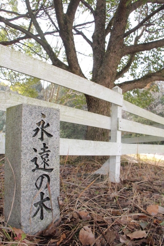 「永遠の木」と名付けられた被爆クスノキ２世＝丹波市山南町谷川