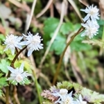 斜面に咲くセリバオウレン＝丹波篠山市大山宮