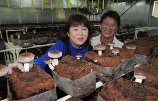 菌床でシイタケを育てる松下均さん（右）、淑子さん＝丹波市柏原町南多田