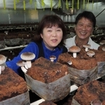 菌床でシイタケを育てる松下均さん（右）、淑子さん＝丹波市柏原町南多田