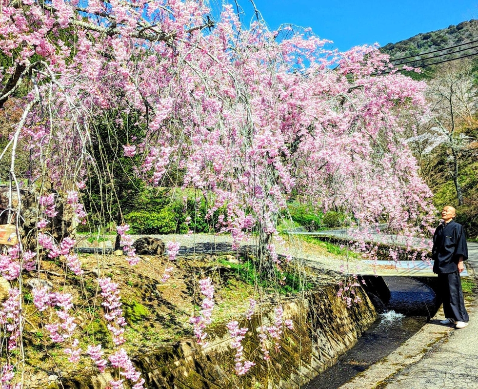 たんば彩時記＞咲き誇る薄紅のシダレザクラ 丹波篠山・高蔵寺|丹波