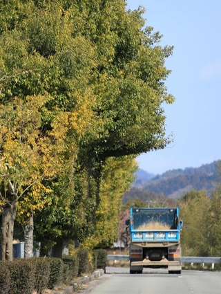 細かな枝葉の手入れが積み重なり、シルエットに直角な部分ができた街路樹＝丹波篠山市和田