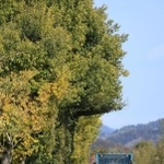 細かな枝葉の手入れが積み重なり、シルエットに直角な部分ができた街路樹＝丹波篠山市和田