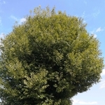 １本に寄って見ると、歩道側と車道側で枝ぶりが大きく違うのが分かる＝丹波篠山市和田