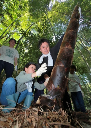 原料となる孟宗竹の「幼竹」を収穫する子どもら＝丹波篠山市真南条上