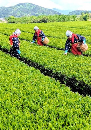 茶娘姿で新茶を手摘みする「諏訪園」のスタッフ。地元の初夏の風物詩だ＝丹波篠山市味間奥