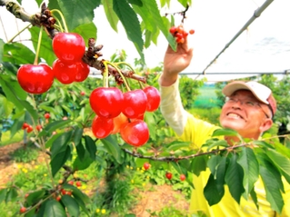 赤く色づき陽光に輝くサクランボ＝丹波市春日町稲塚