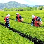 茶娘姿で新茶を手摘みする「諏訪園」のスタッフ。地元の初夏の風物詩だ＝丹波篠山市味間奥