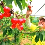 赤く色づき陽光に輝くサクランボ＝丹波市春日町稲塚